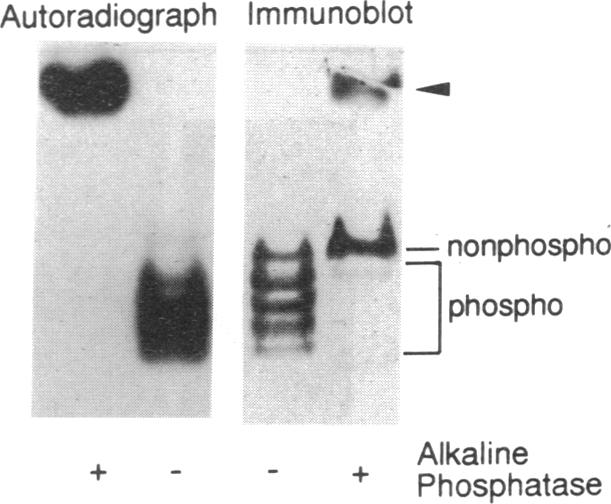 graphic file with name pnas01067-0034-a.jpg