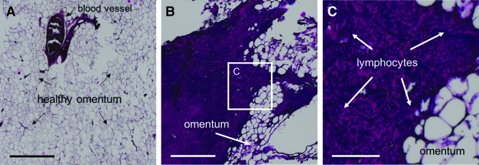 FIG. 8.