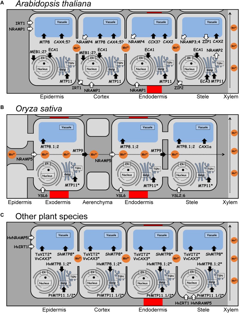 FIGURE 1