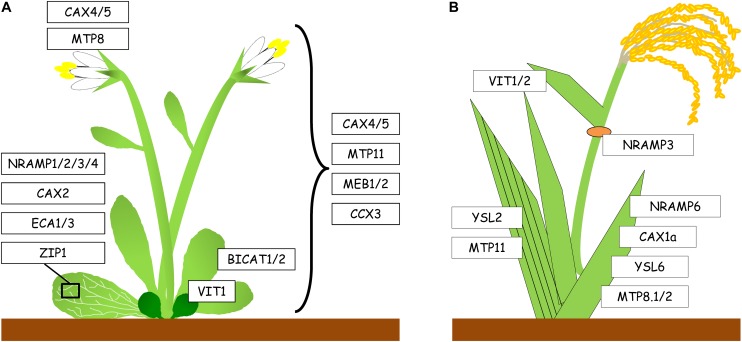 FIGURE 2