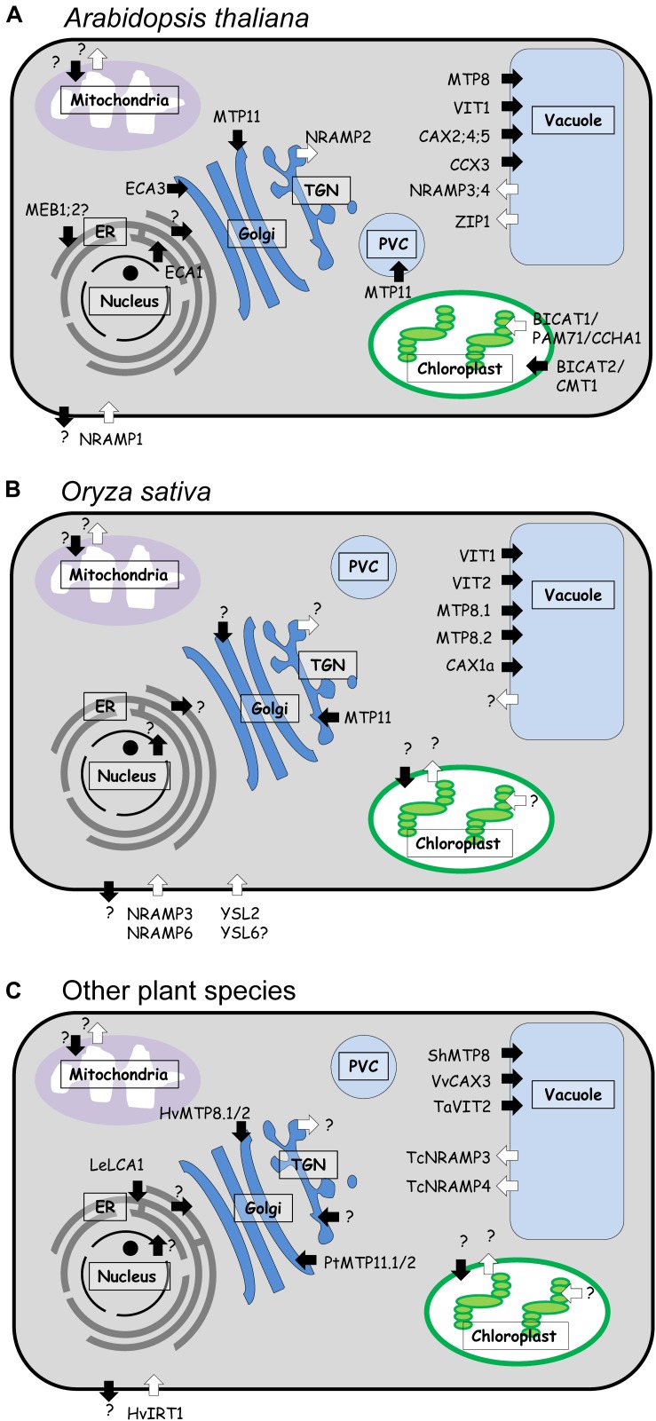 FIGURE 3