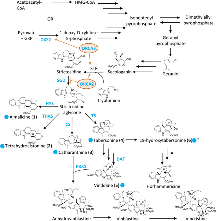 FIGURE 1