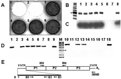 FIG. 1.