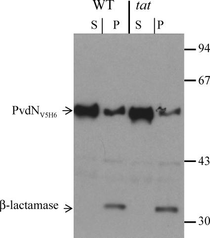 FIG. 5.