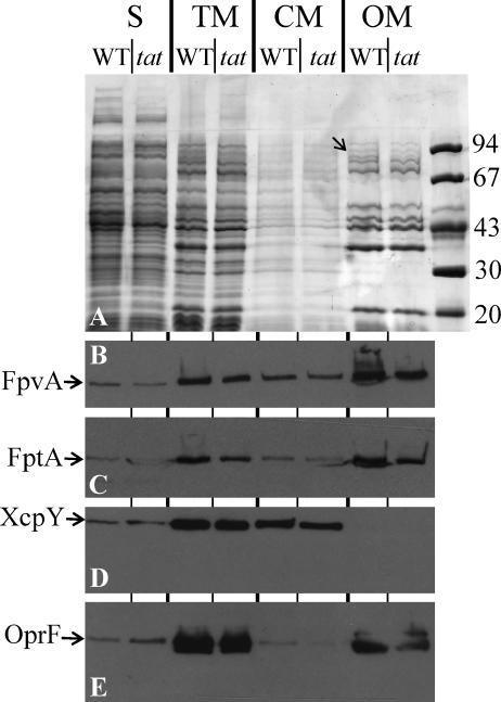 FIG. 1.