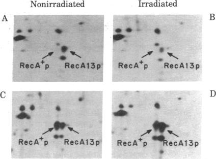 graphic file with name pnas00654-0502-a.jpg