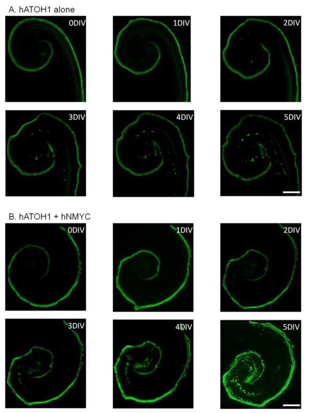 Figure 5