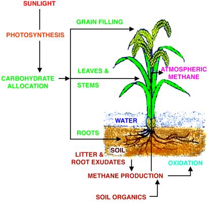 Fig 1.