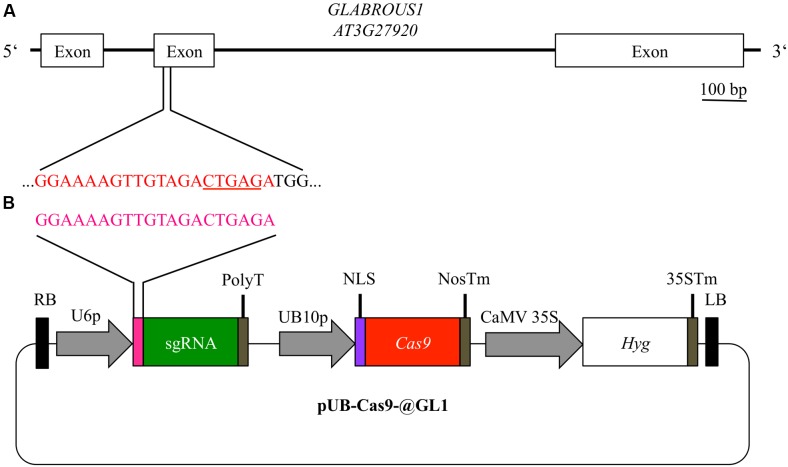 FIGURE 2