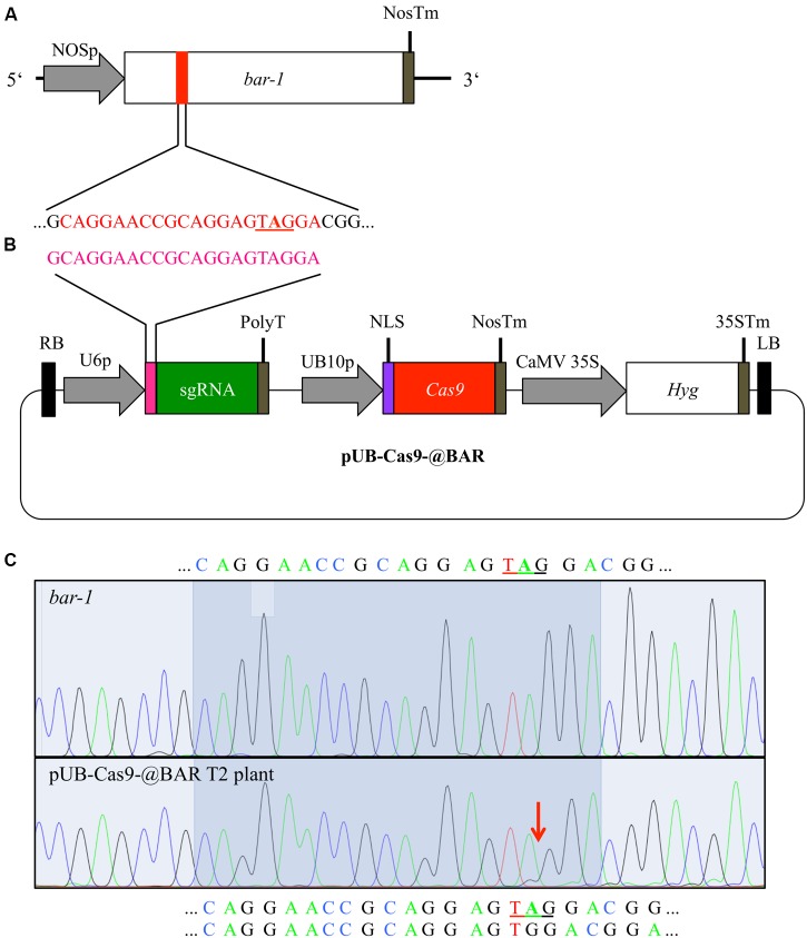 FIGURE 1