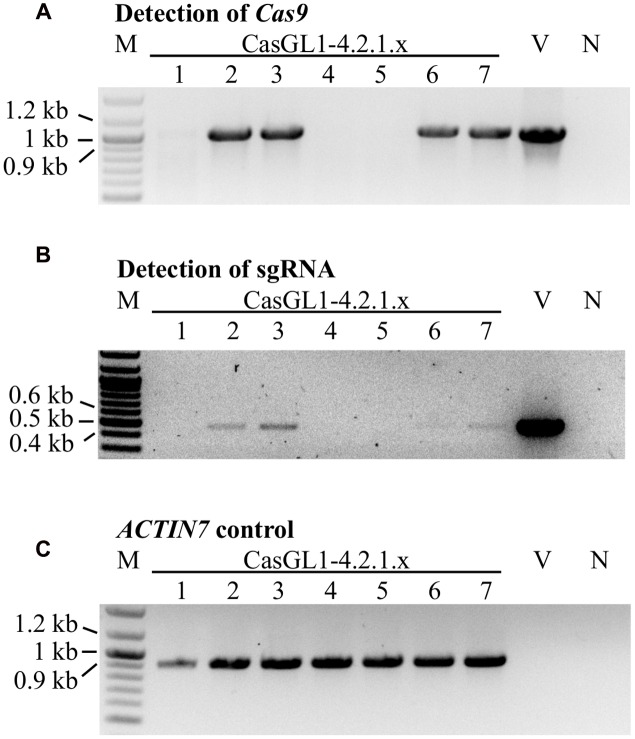 FIGURE 6