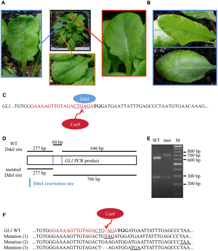 FIGURE 4