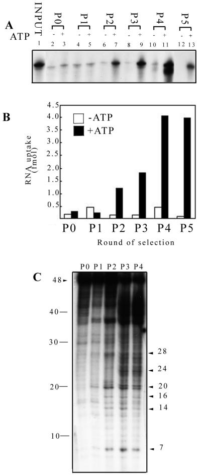 FIG. 1.