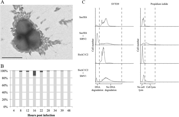 FIG 5