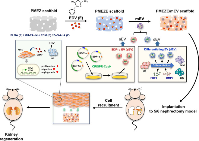 graphic file with name 40580_2024_450_Figa_HTML.jpg