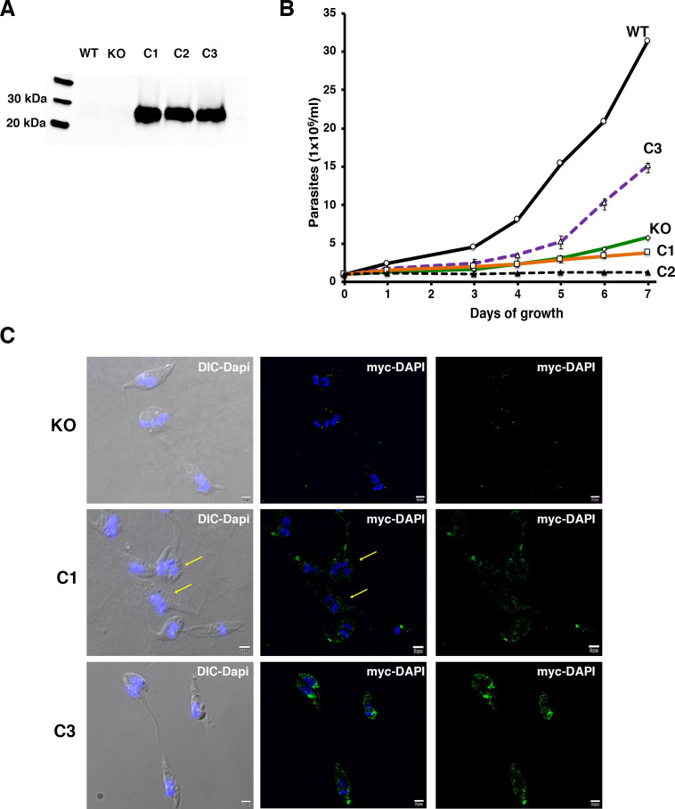 Figure 5—figure supplement 3.