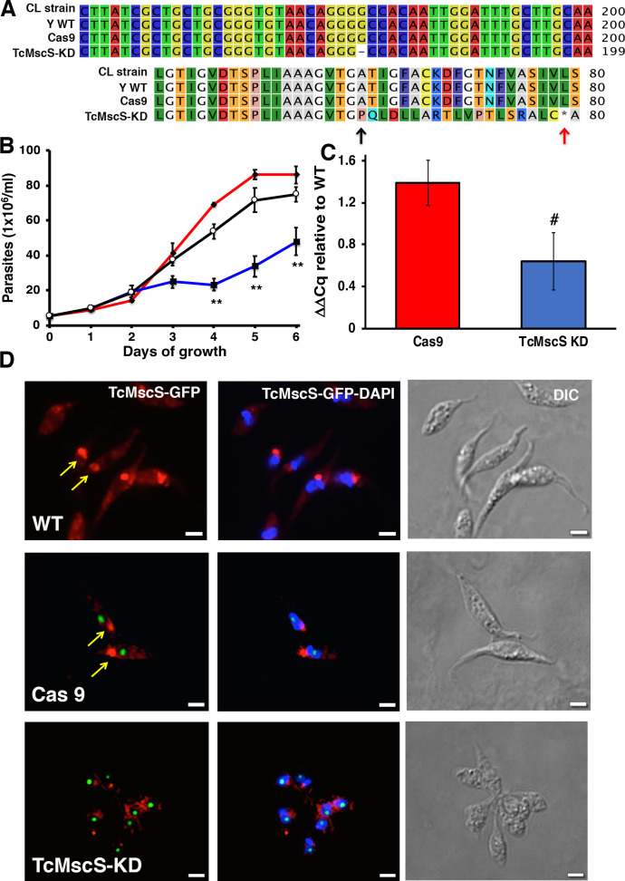 Figure 5—figure supplement 1.