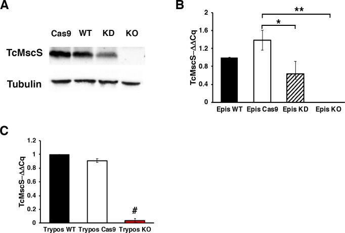 Figure 5—figure supplement 2.