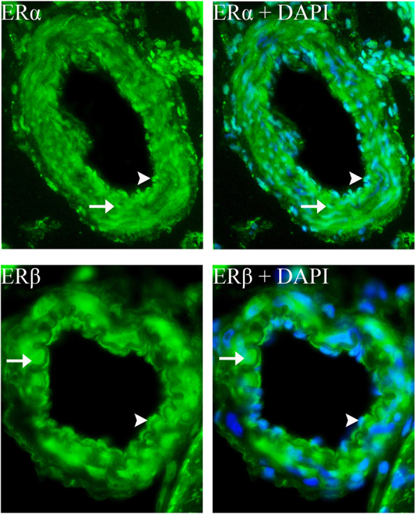 Fig. 9