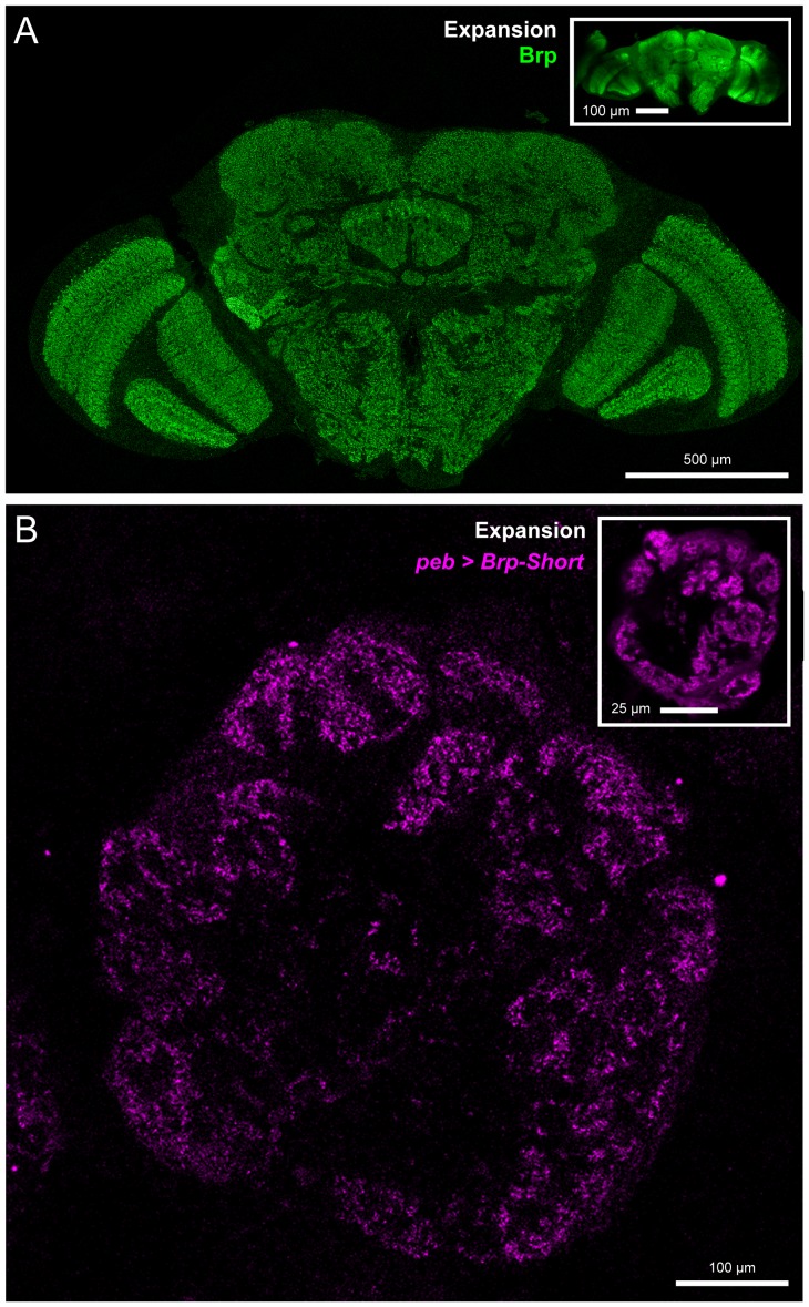 Figure 1—figure supplement 3.