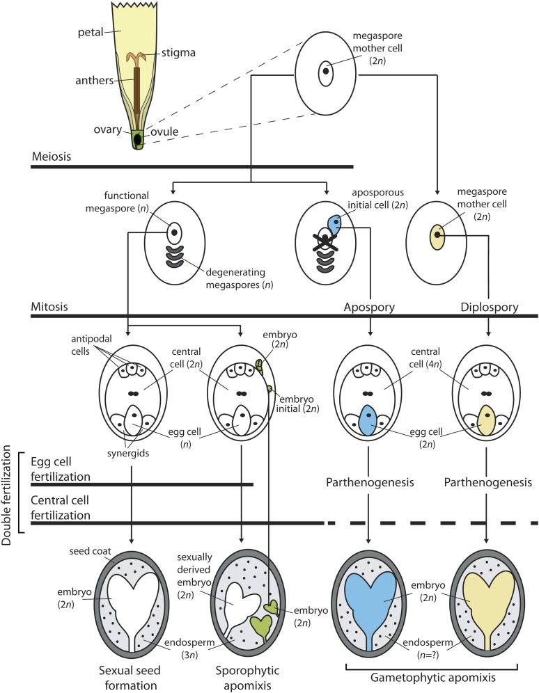 The genetic control of apomixis: asexual seed formation - PubMed