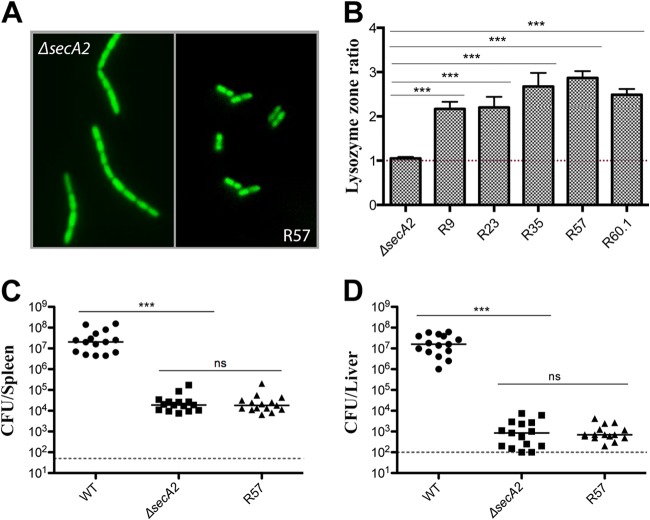 FIG 3