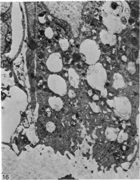 Fig. 16