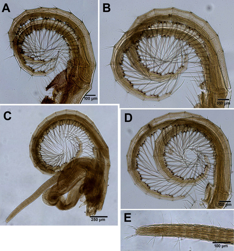 Figure 10