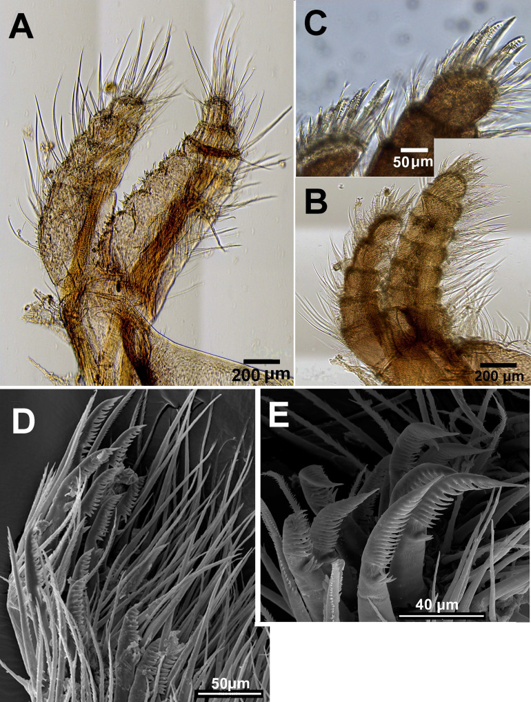 Figure 11