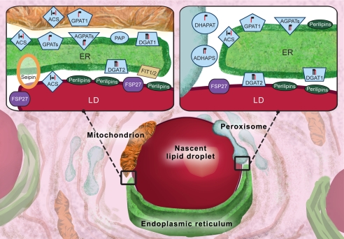 FIGURE 1.