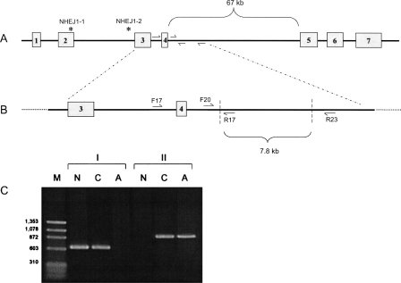 Figure 3.