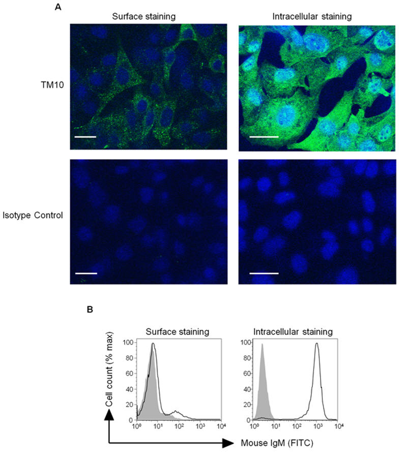 FIGURE 4