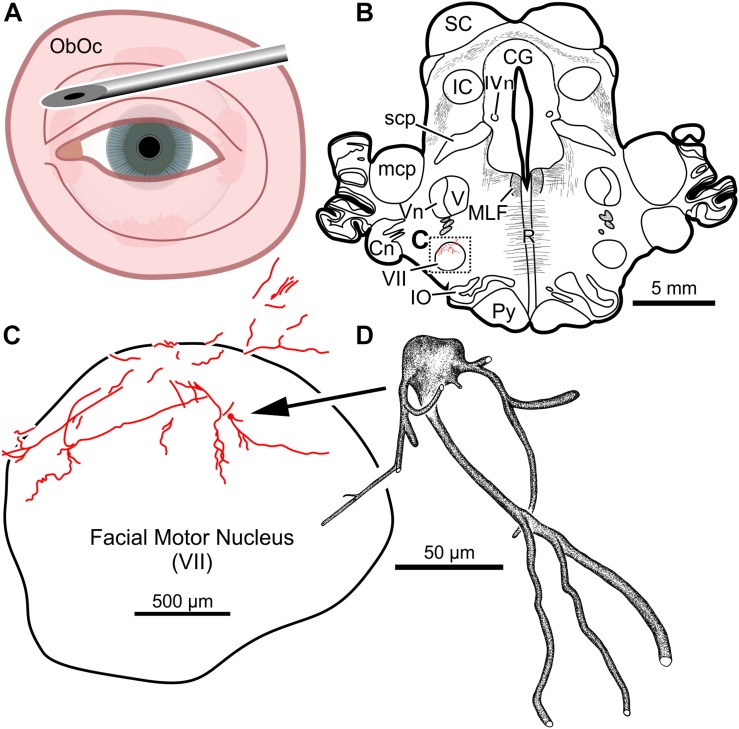 FIGURE 3