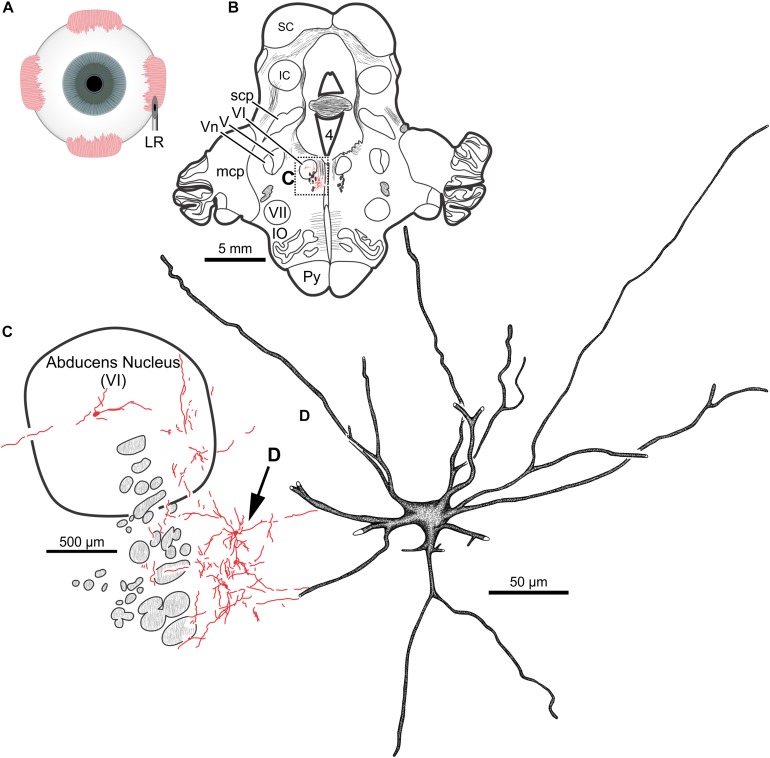 FIGURE 9