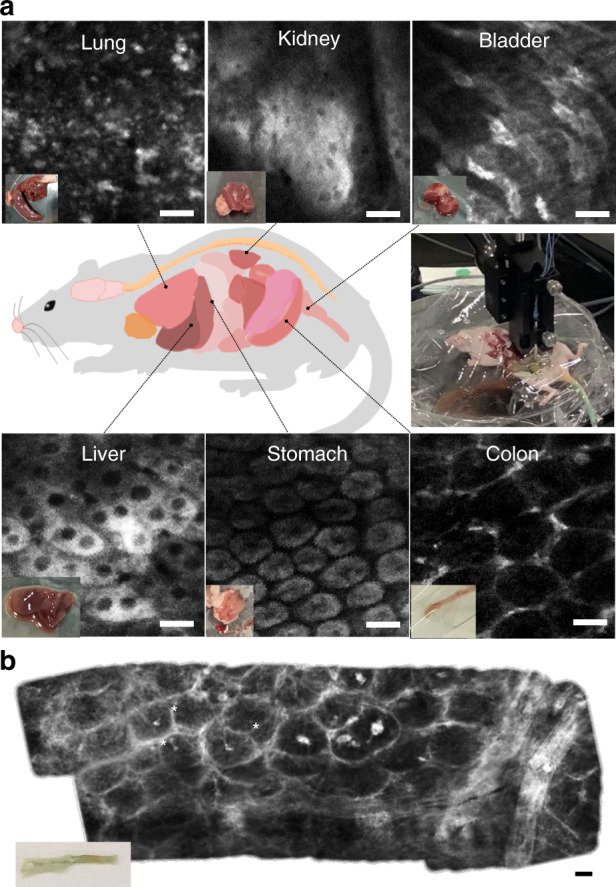 Fig. 7