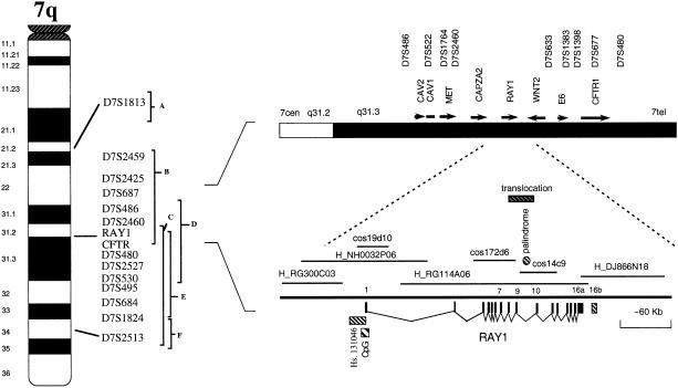 Figure  1