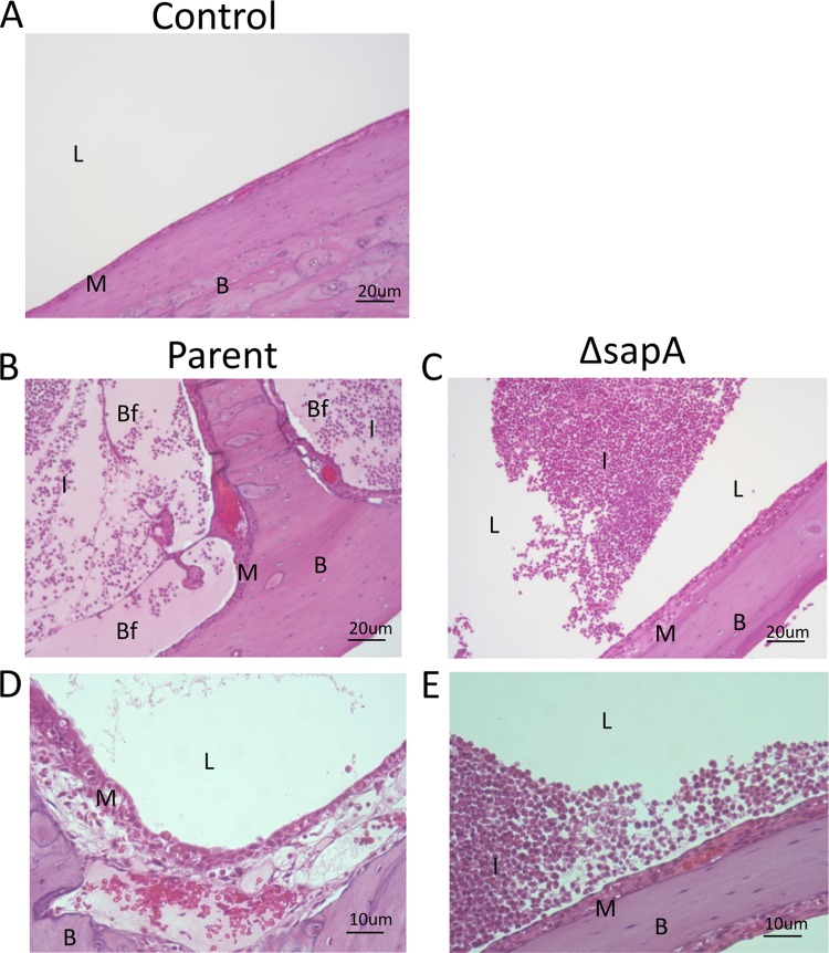 Fig 5