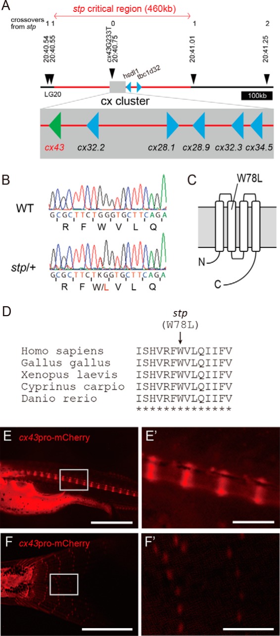 FIGURE 4.