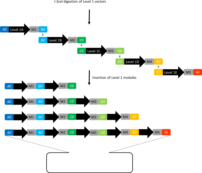 Figure 5.