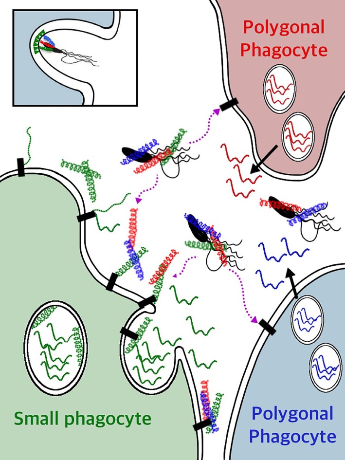 Figure 12