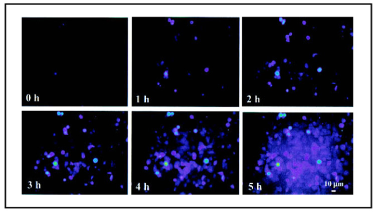 Fig. 7.