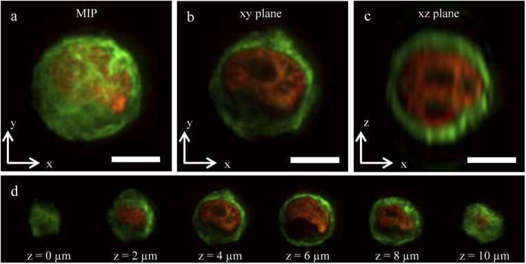 Fig. 5.