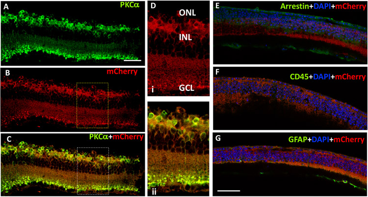 Fig. 8: