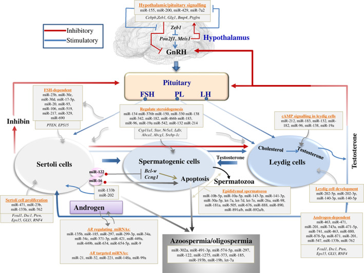 BRV-12459-FIG-0003-c