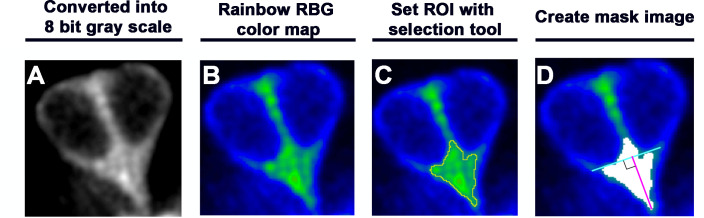 Figure 6—figure supplement 1.