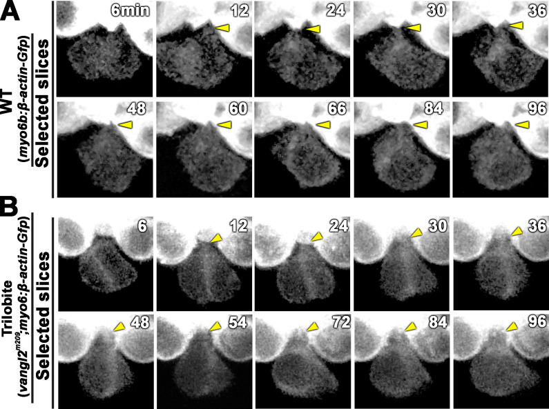 Figure 9—figure supplement 1.