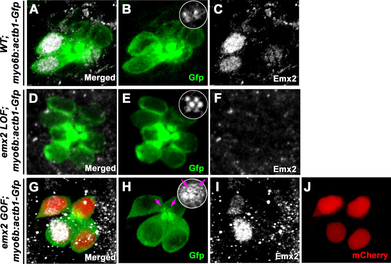 Figure 4—figure supplement 1.