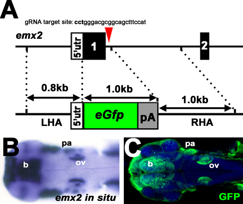 Figure 5—figure supplement 1.