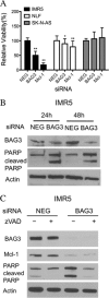 FIGURE 5.