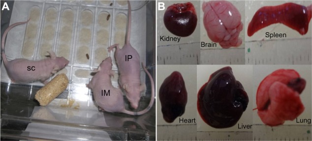 Figure 4